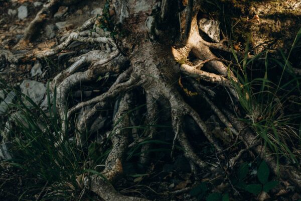 From Florida Roots to Business Leadership: A Statistical Profile of Modern Executive Growth