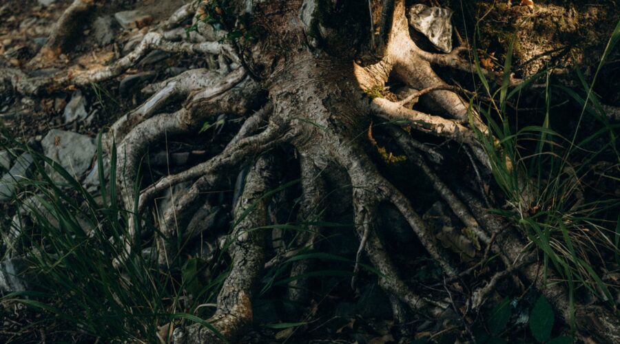 Close-up of tree roots and grass in a natural setting