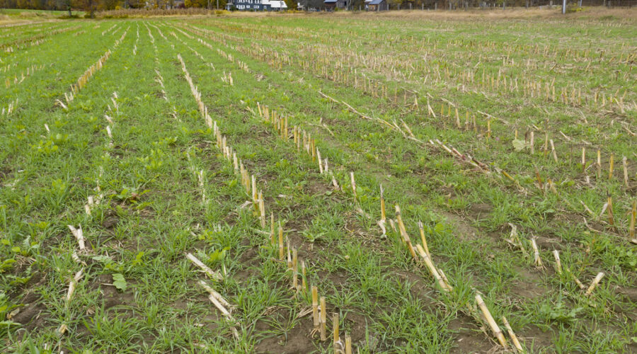 A landscape view of a field with rows of green grass and corn stubble, with a few buildings in the background on a cloud