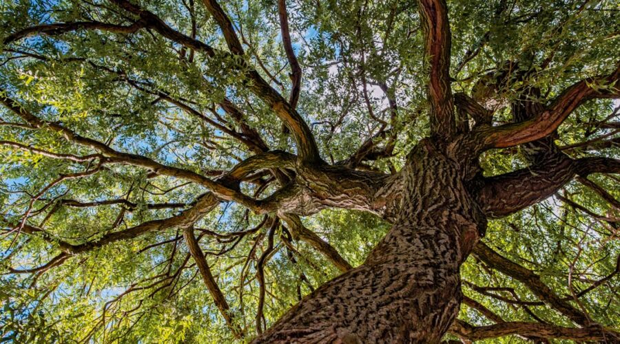 A low-angle view of a large tree with a sprawling canopy against a blue sky